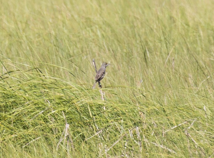 Seaside Sparrow - ML620588941