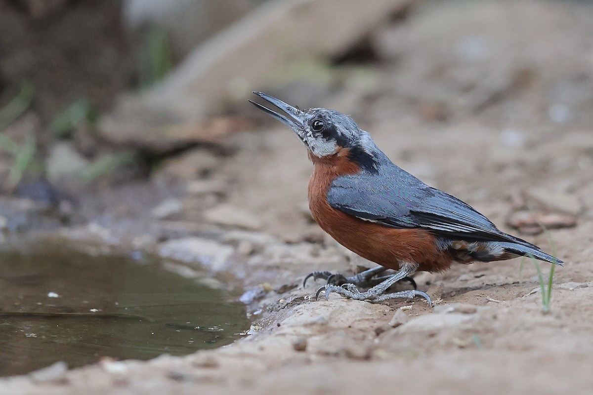 Chestnut-bellied Nuthatch - ML620588946