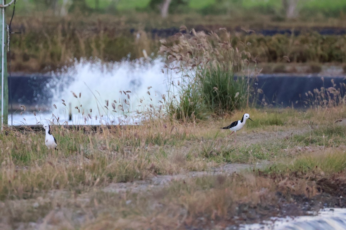 Pied Stilt - ML620588950