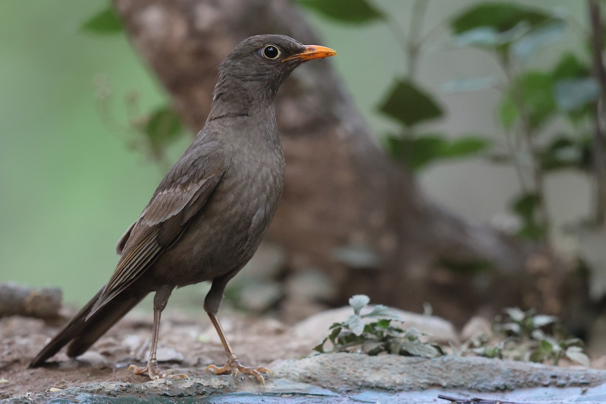 Gray-winged Blackbird - ML620588957