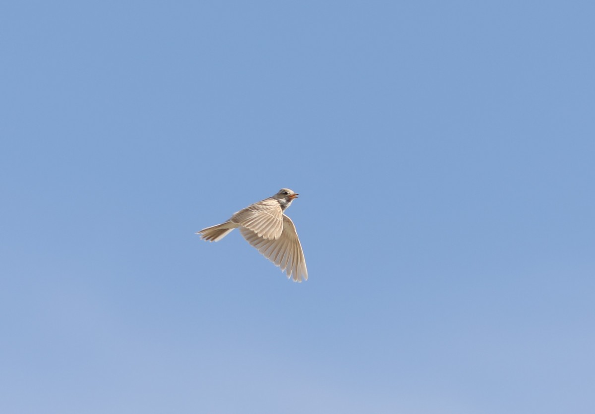 Asian Short-toed Lark - ML620588961