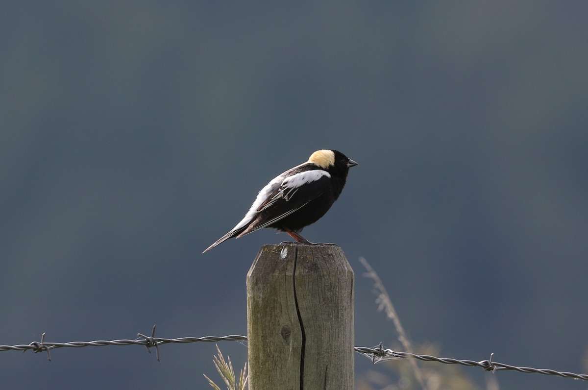 Bobolink - ML620588962