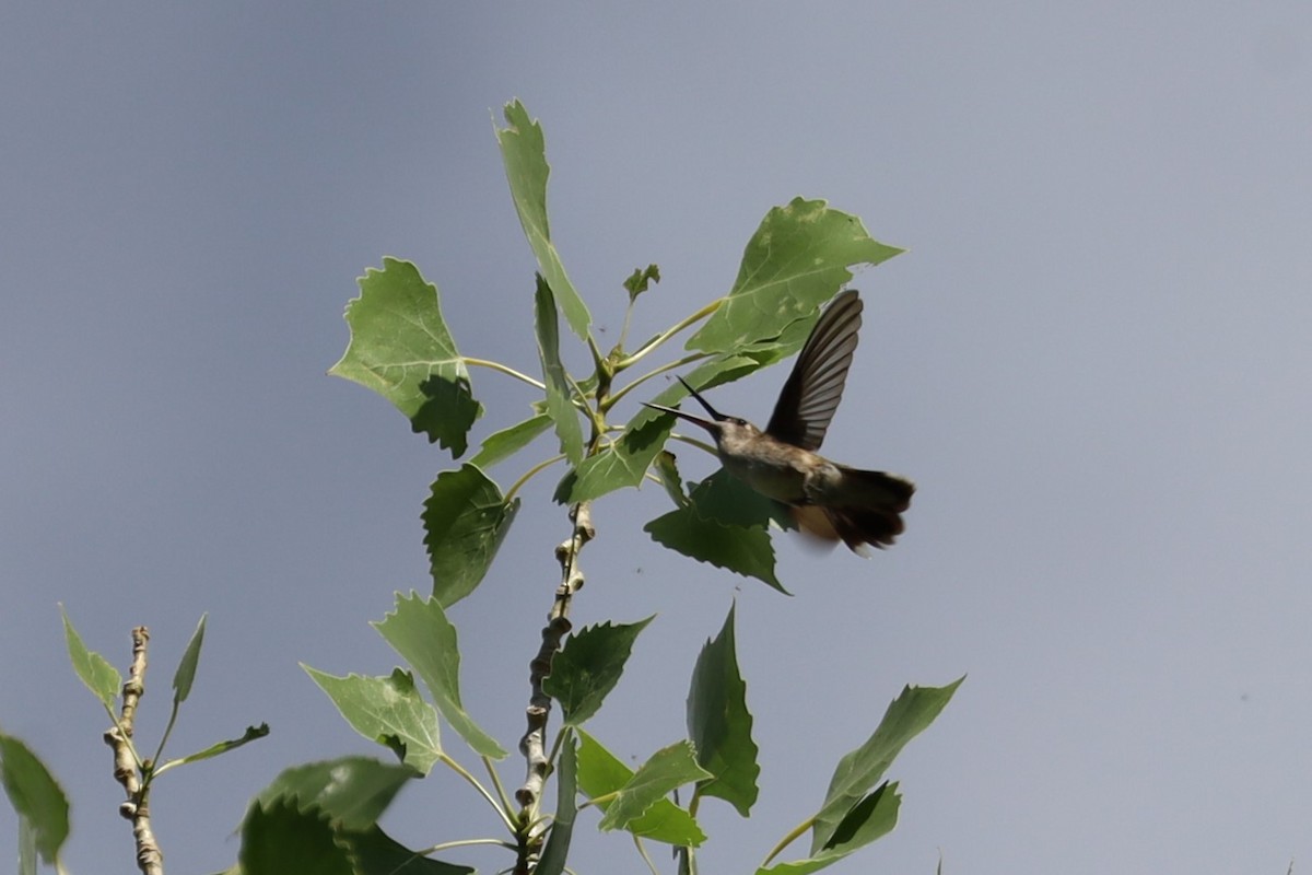 Black-chinned Hummingbird - ML620588963