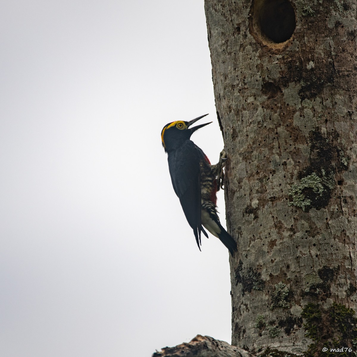 Yellow-tufted Woodpecker - ML620588968
