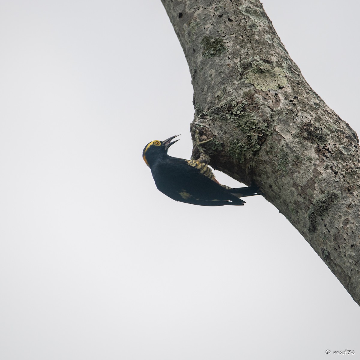 Yellow-tufted Woodpecker - ML620588969