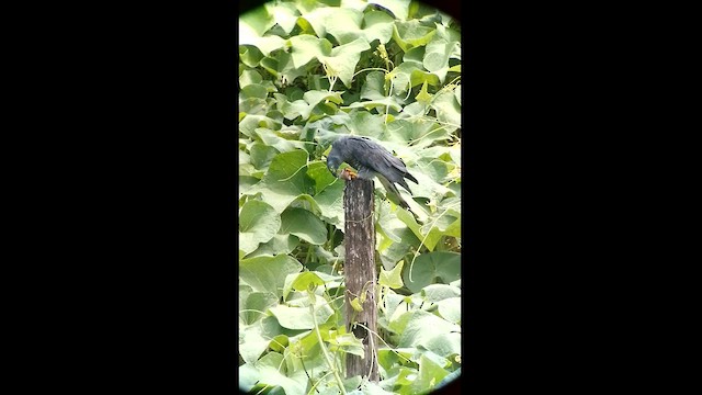 Hook-billed Kite - ML620588973