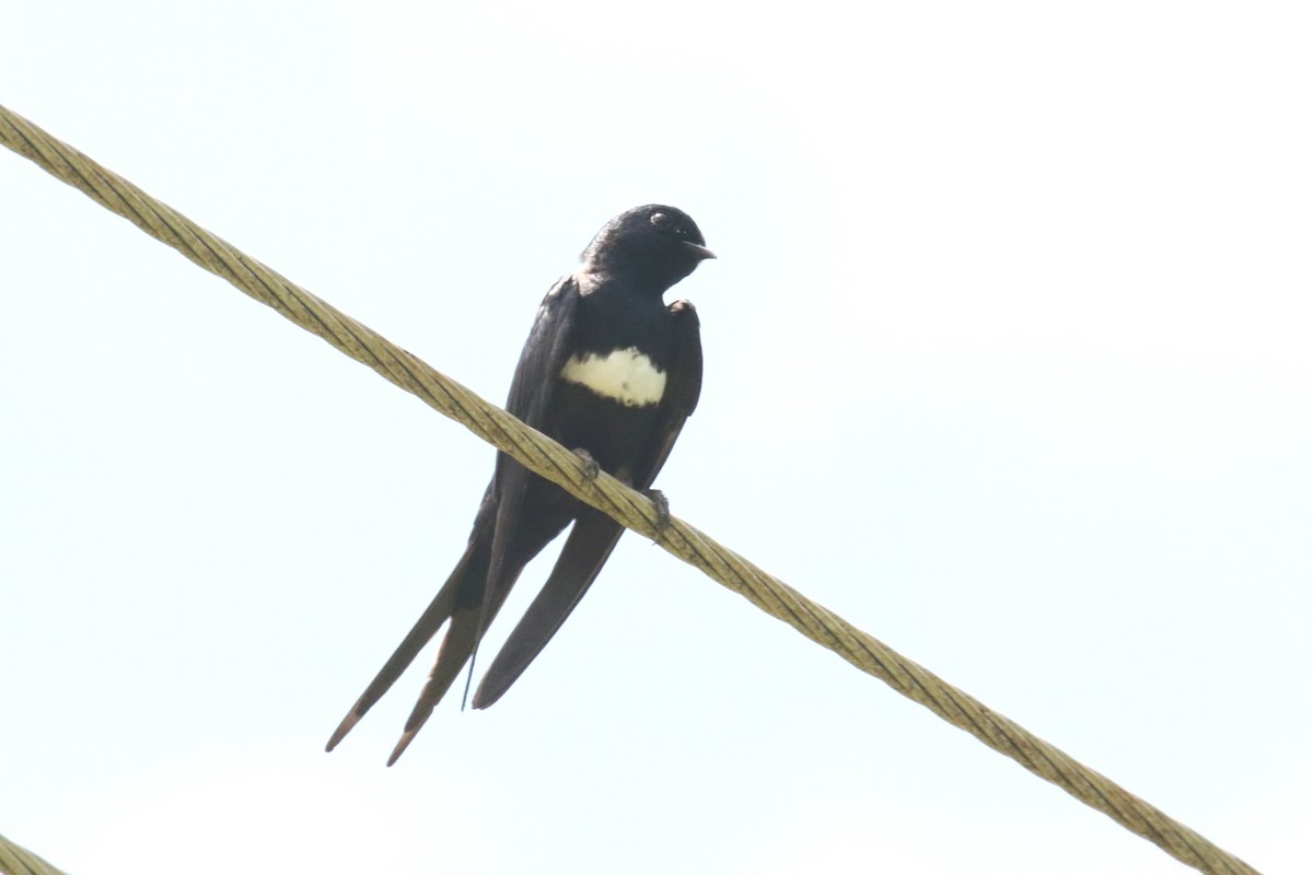 Golondrina Fajiblanca - ML620588975