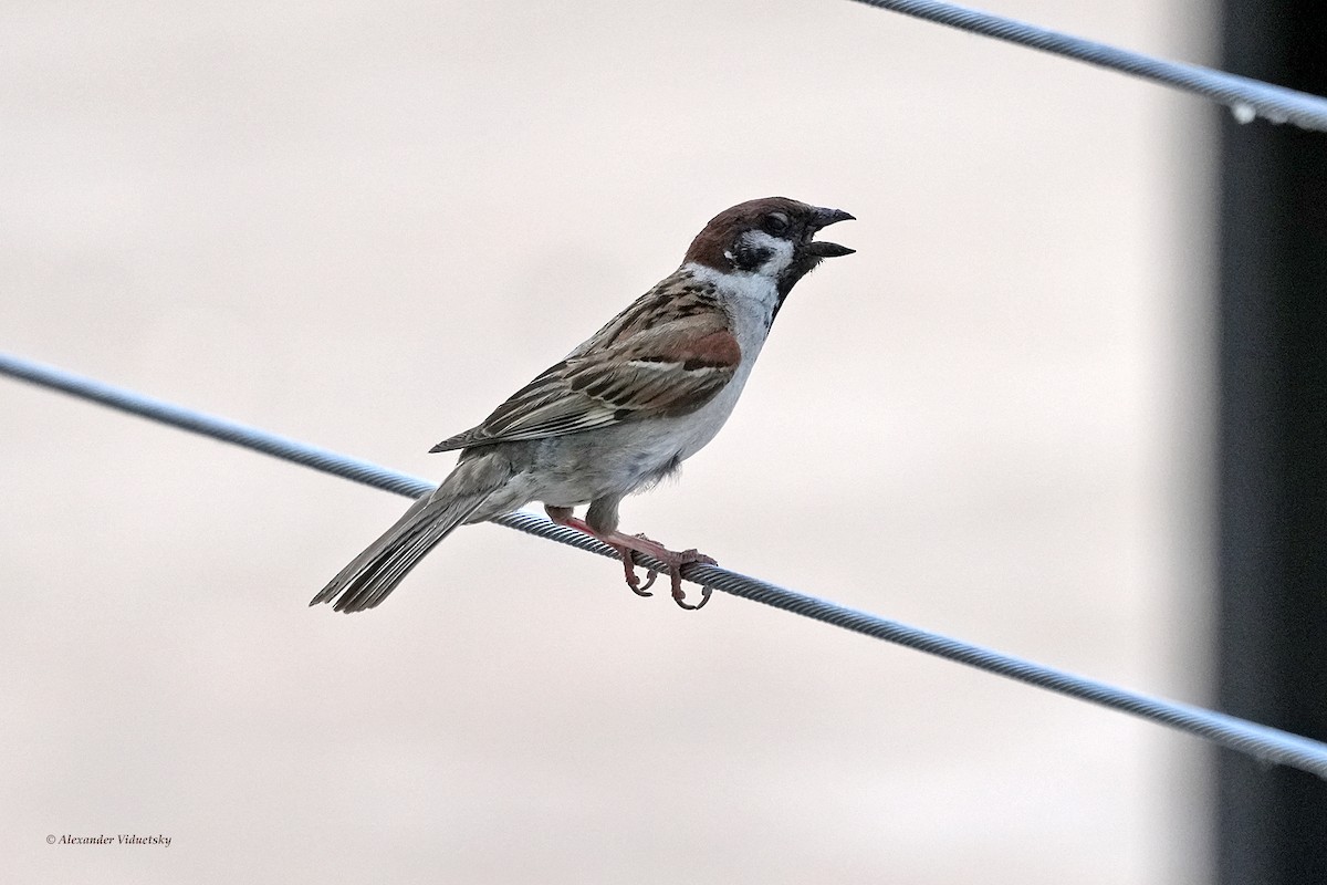 Eurasian Tree Sparrow - ML620588976