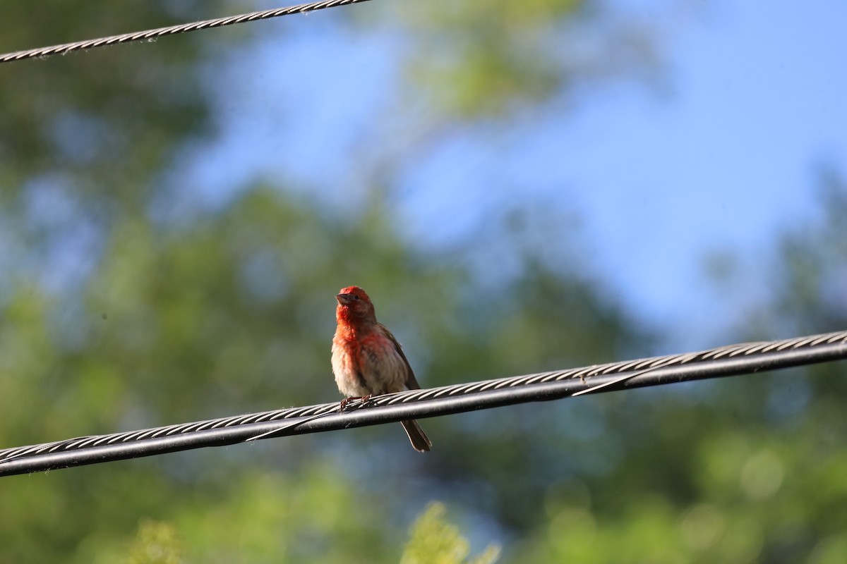 House Finch - ML620588985