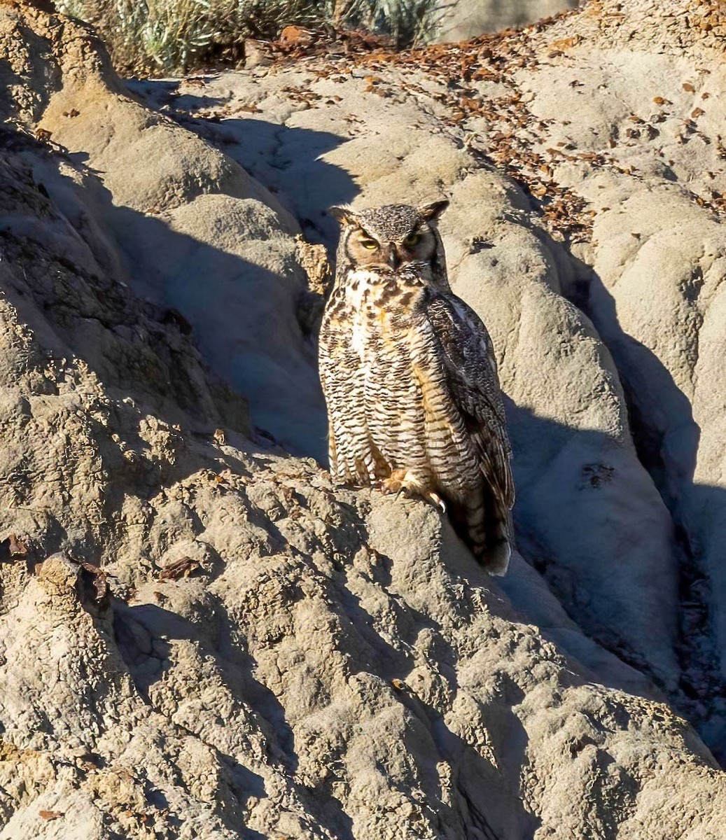 Great Horned Owl - ML620588988