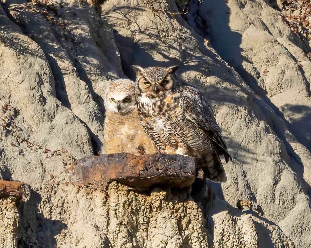 Great Horned Owl - ML620588992
