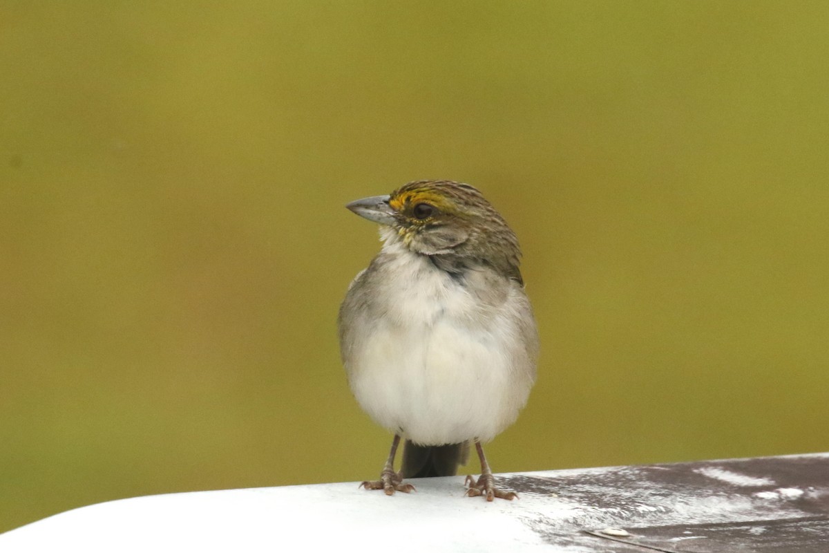 Yellow-browed Sparrow - Luis Carlos García Mejía