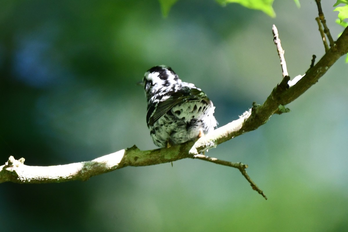 Black-and-white Warbler - ML620589006