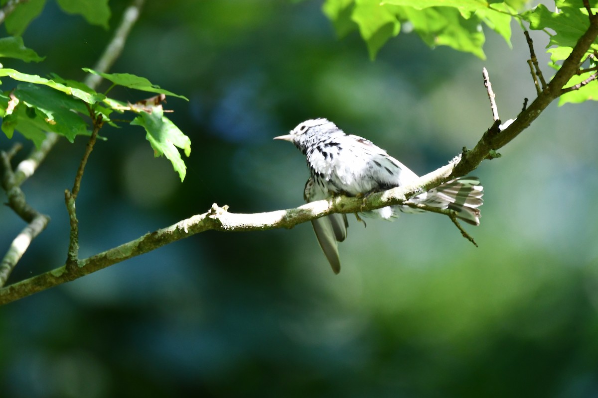 Black-and-white Warbler - ML620589007