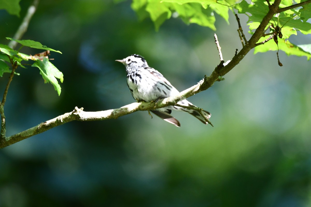 Black-and-white Warbler - ML620589008