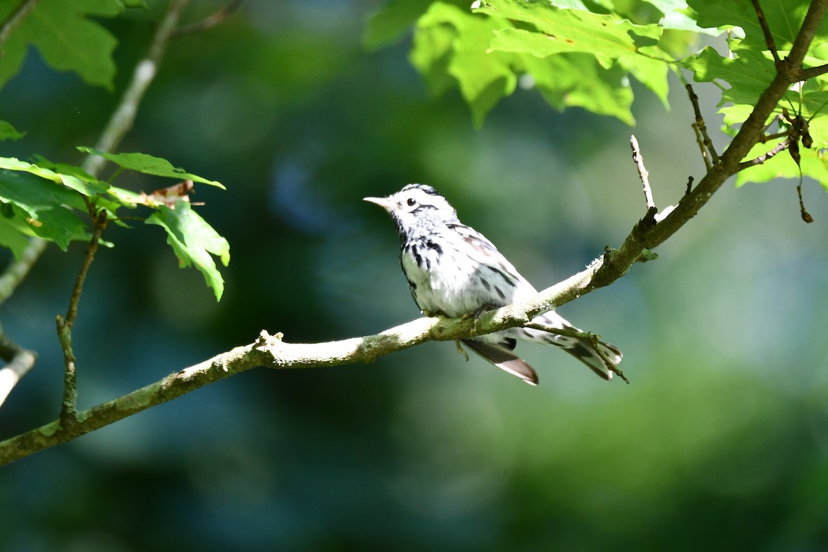 Black-and-white Warbler - ML620589009