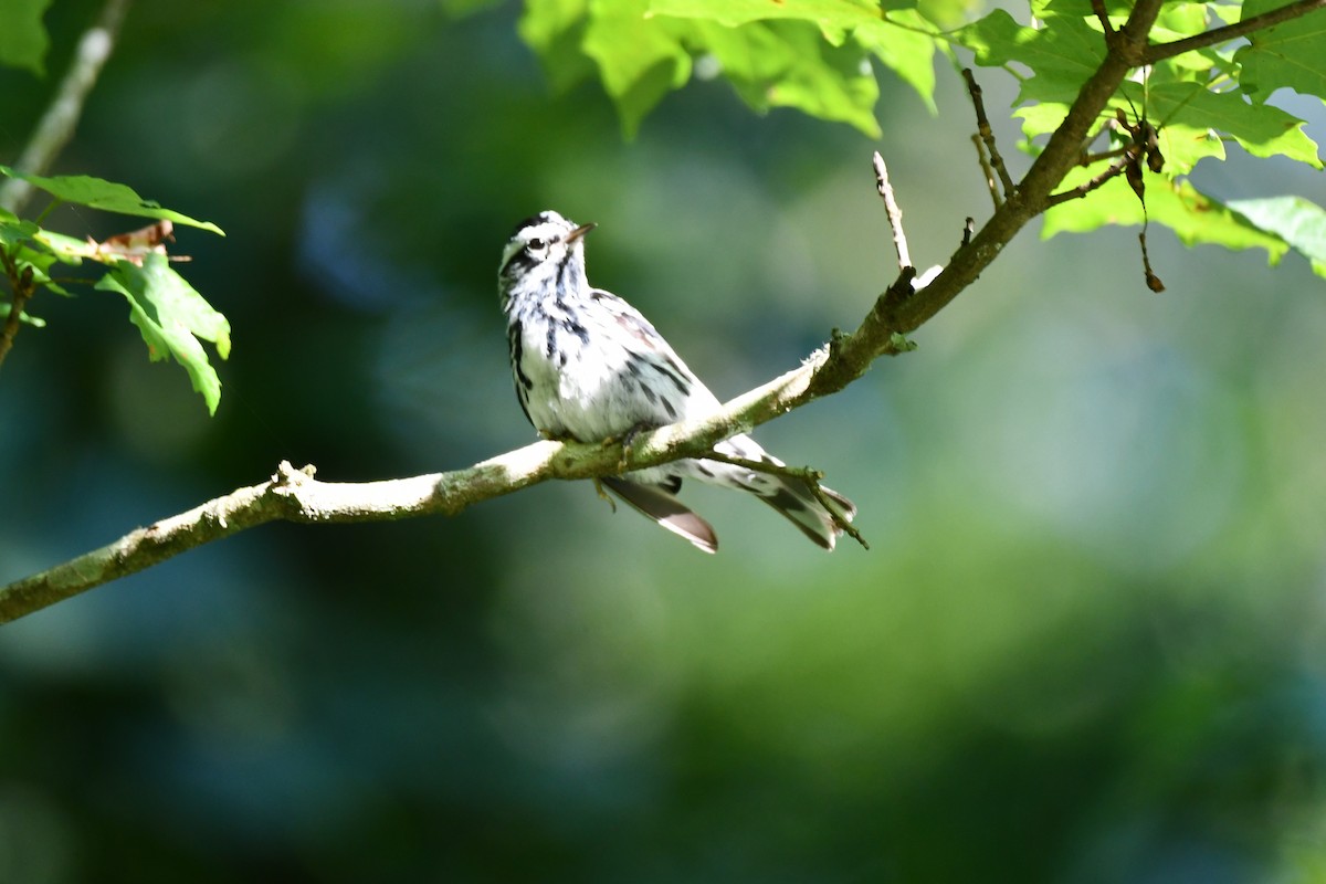 Black-and-white Warbler - ML620589010