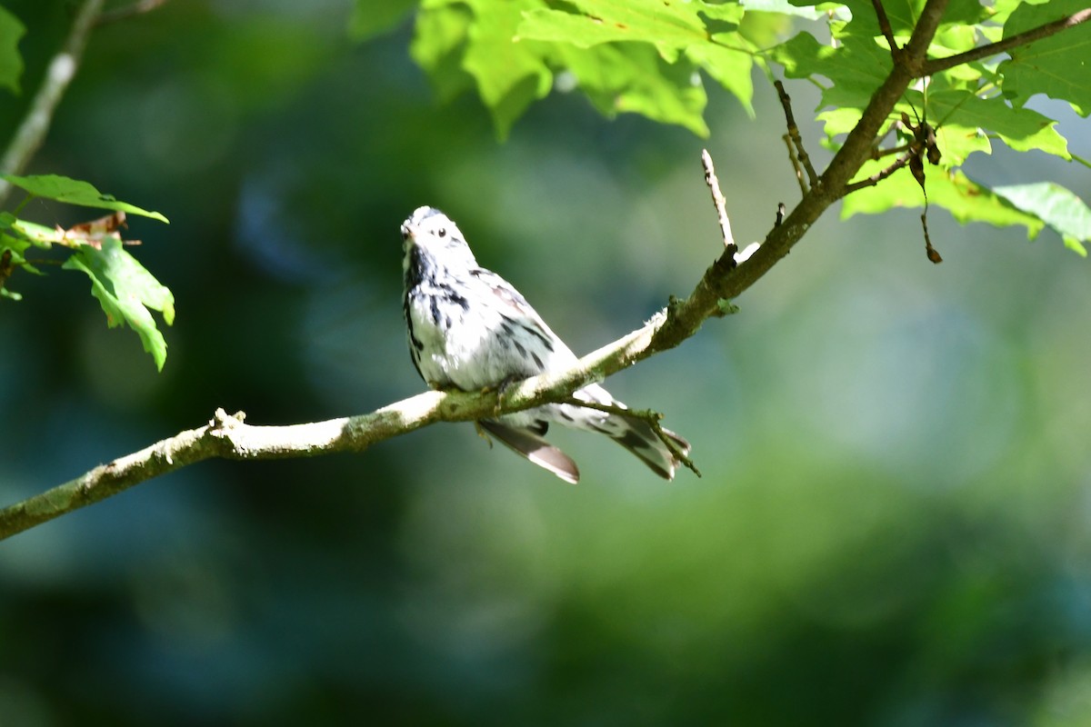 Black-and-white Warbler - ML620589011