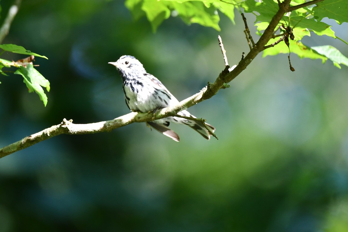 Black-and-white Warbler - ML620589012