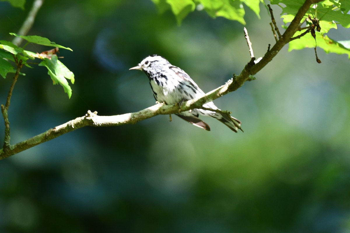 Black-and-white Warbler - ML620589013