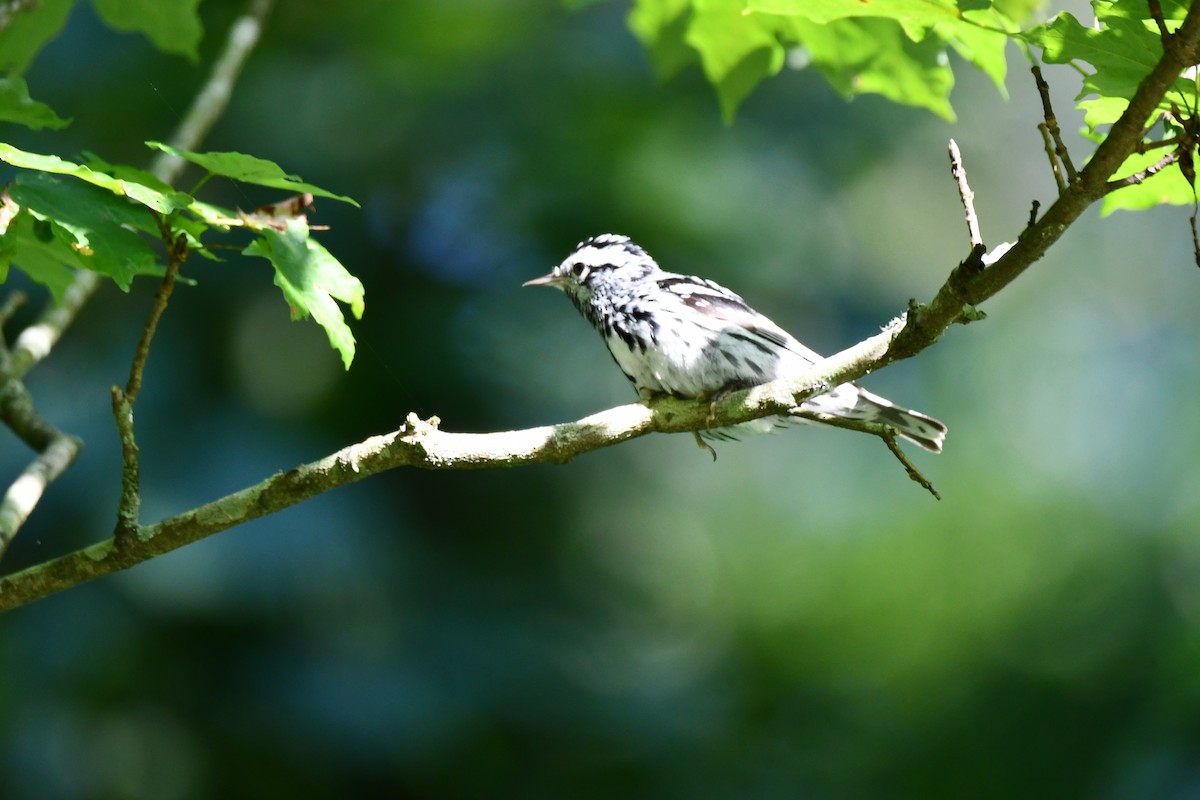 Black-and-white Warbler - ML620589017