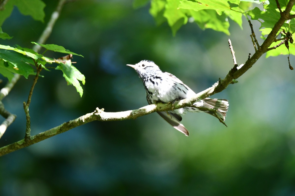 Black-and-white Warbler - ML620589018