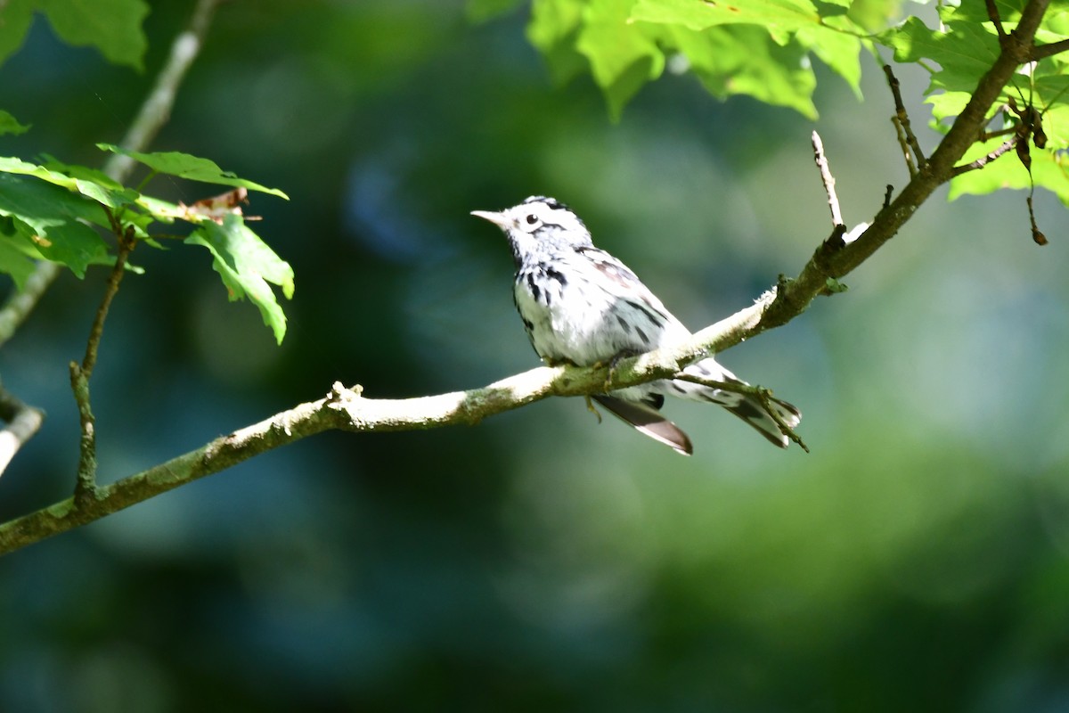 Black-and-white Warbler - ML620589019