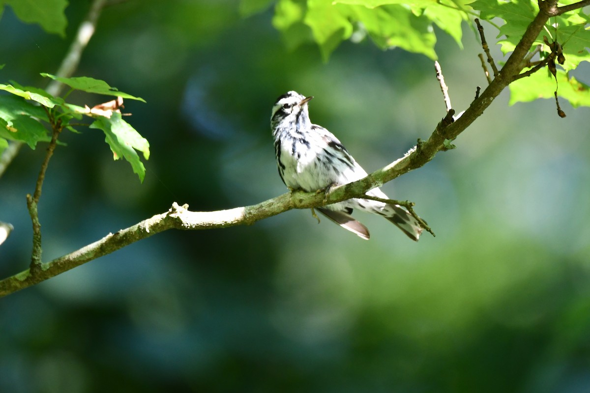 Black-and-white Warbler - ML620589020