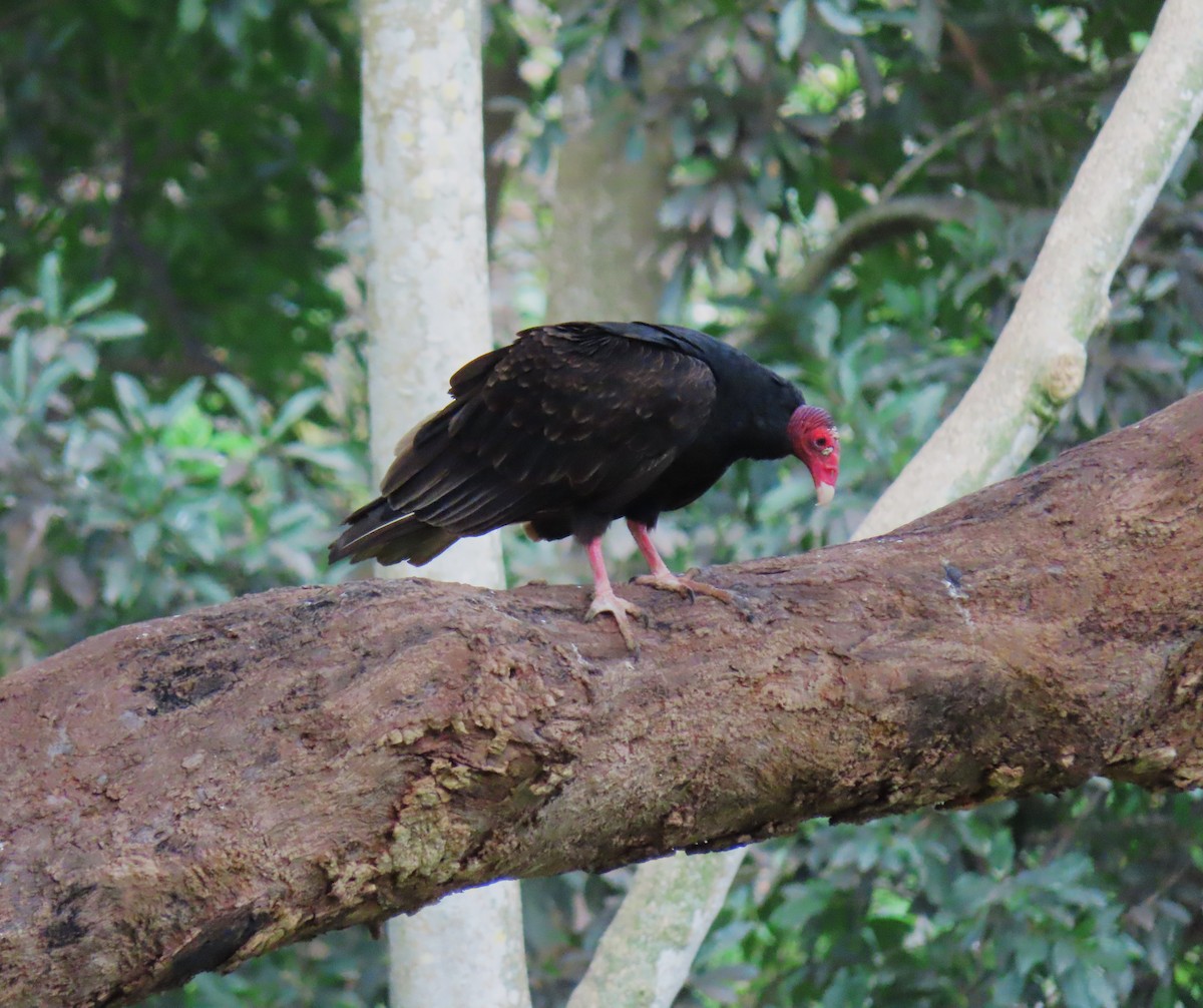 Turkey Vulture - ML620589024