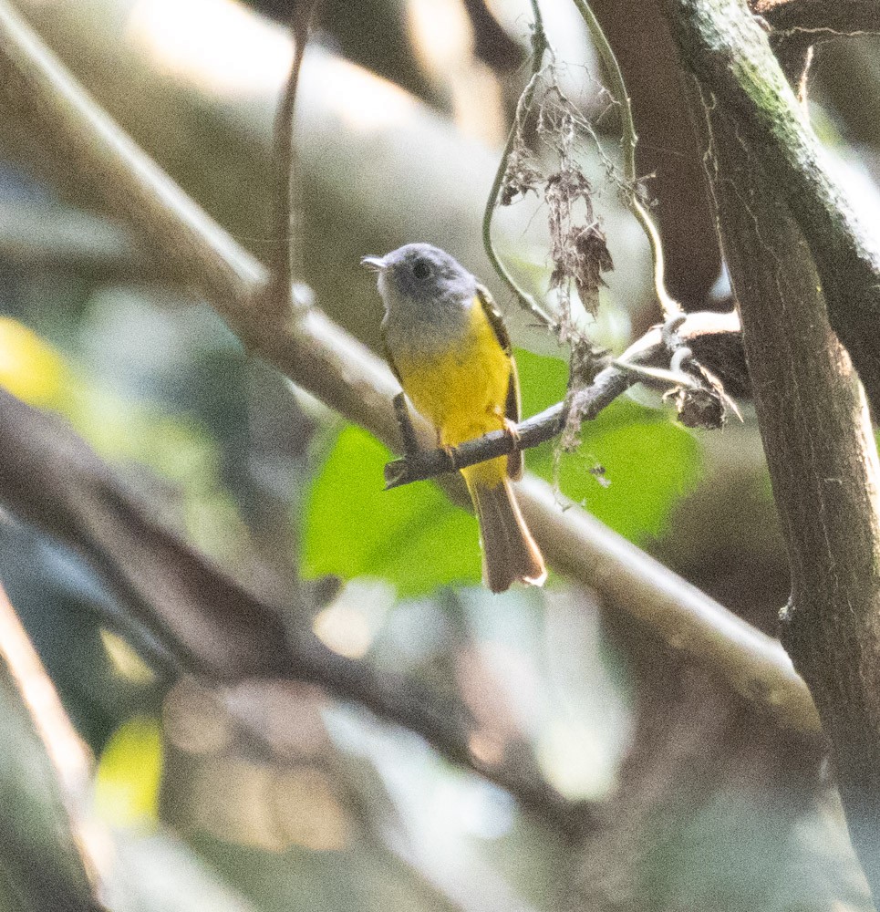 Gray-headed Canary-Flycatcher - ML620589046