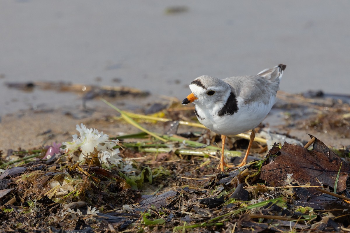 Piping Plover - ML620589054