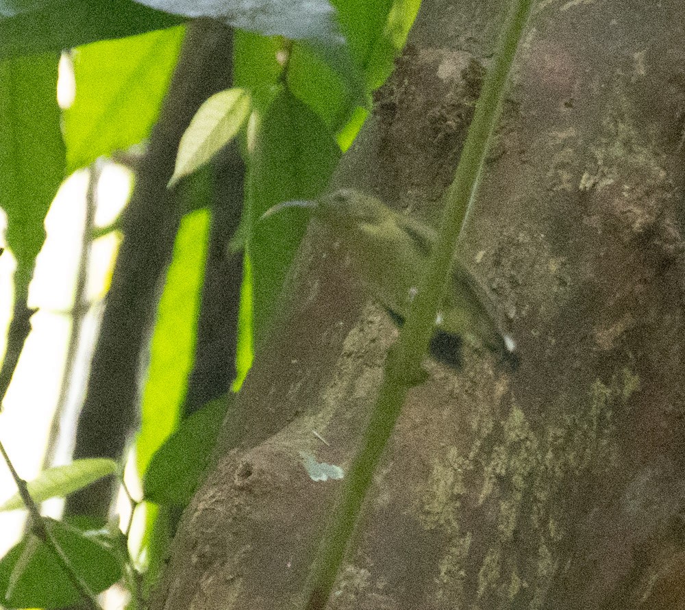 tanımsız nektarkuşu (Nectariniidae sp.) - ML620589055