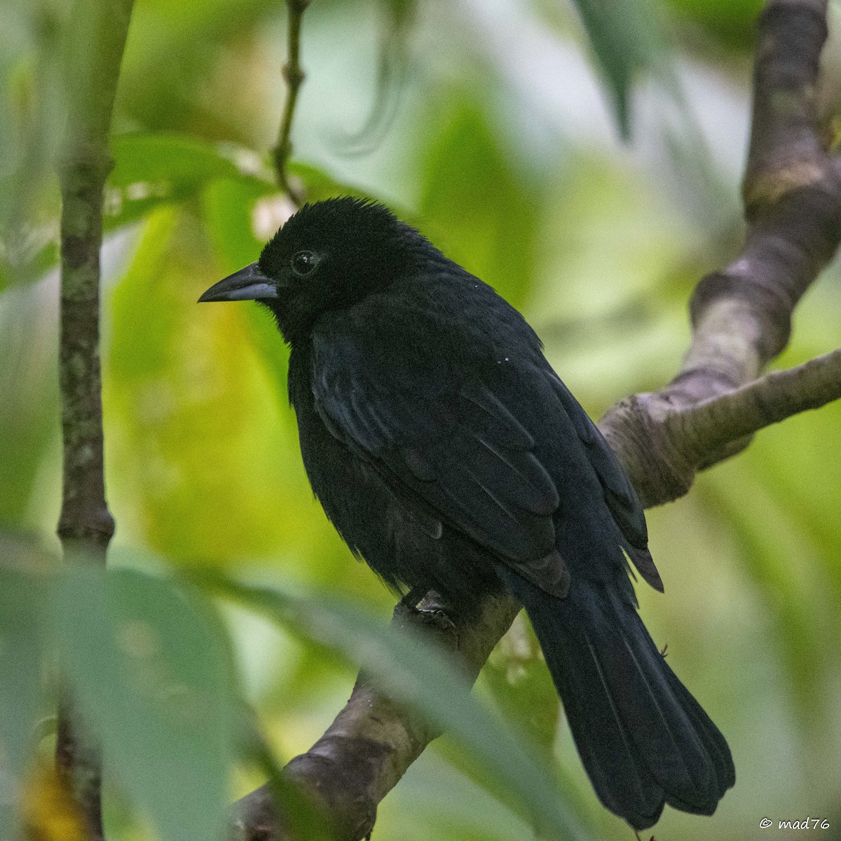 White-lined Tanager - ML620589058