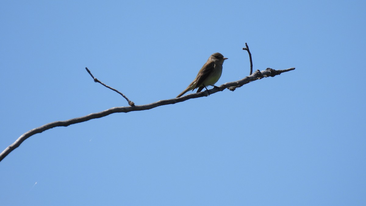 Western Wood-Pewee - ML620589060