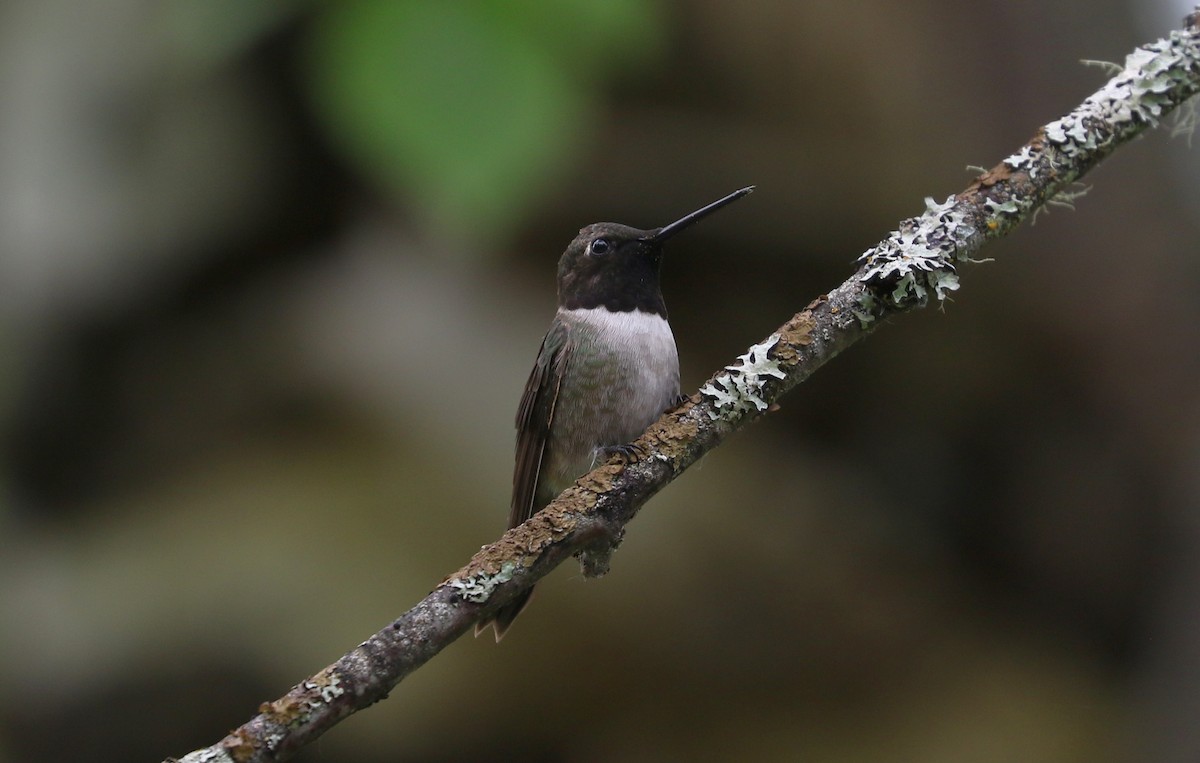 Black-chinned Hummingbird - Tom Beeke