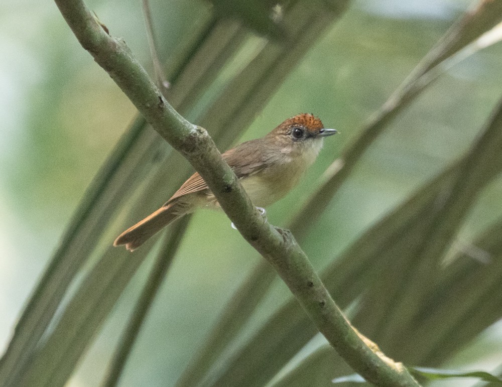 Scaly-crowned Babbler - ML620589069