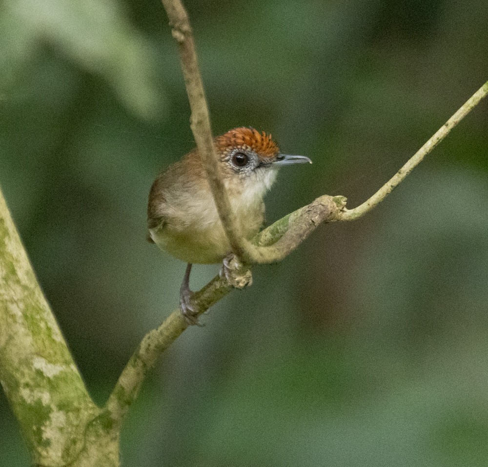 Scaly-crowned Babbler - ML620589072