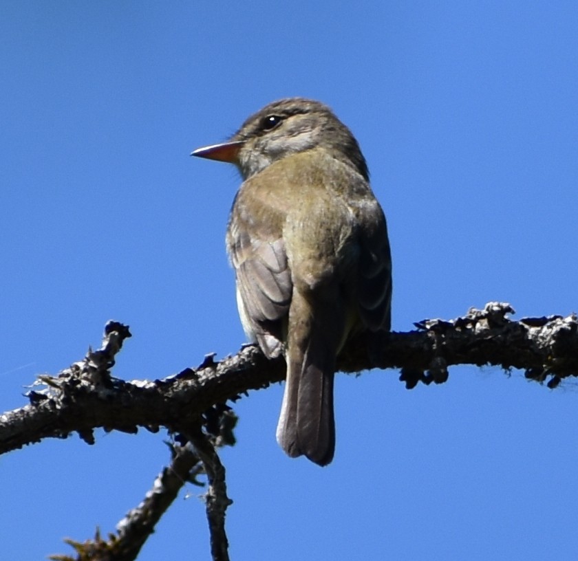 Willow Flycatcher - ML620589073