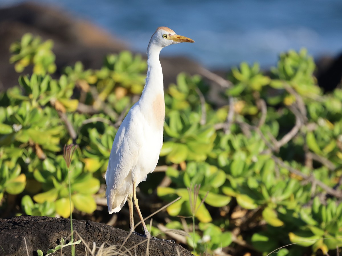 Western Cattle Egret - Michelle Rucker