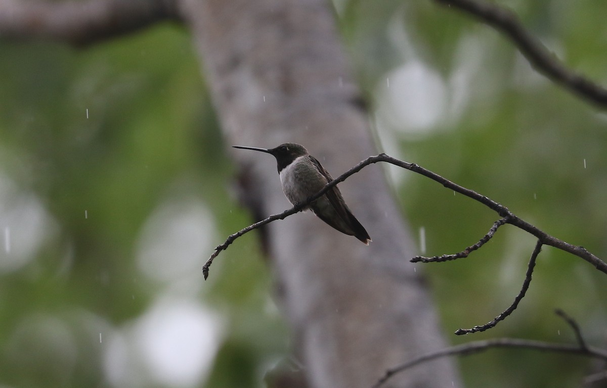 Black-chinned Hummingbird - ML620589079