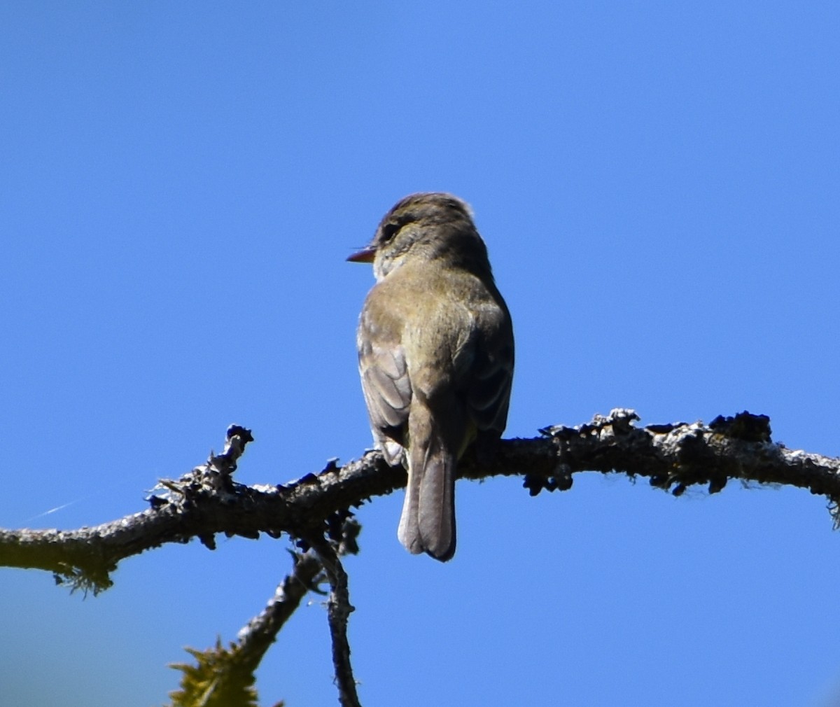 Willow Flycatcher - ML620589080