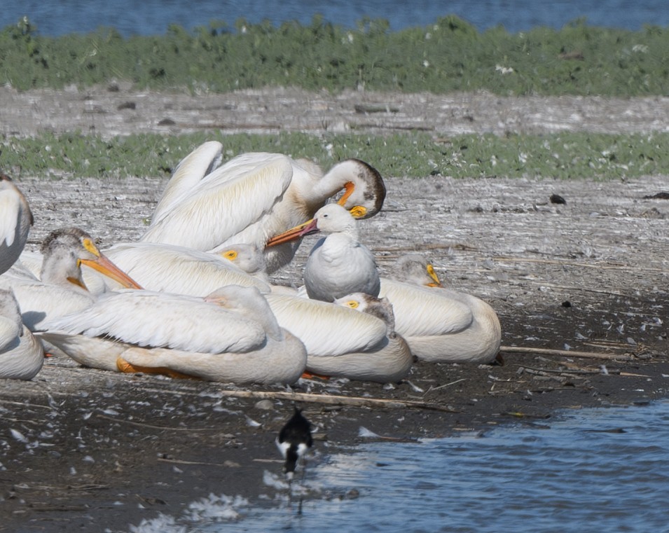 Snow Goose - ML620589083