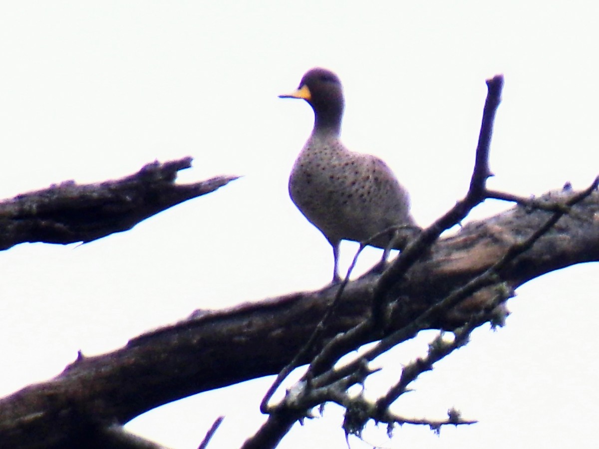 Yellow-billed Teal - ML620589091