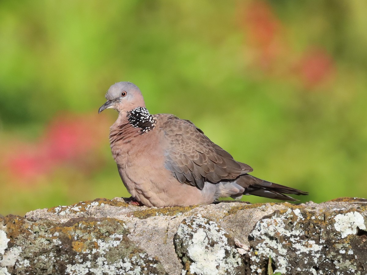 Spotted Dove - ML620589101