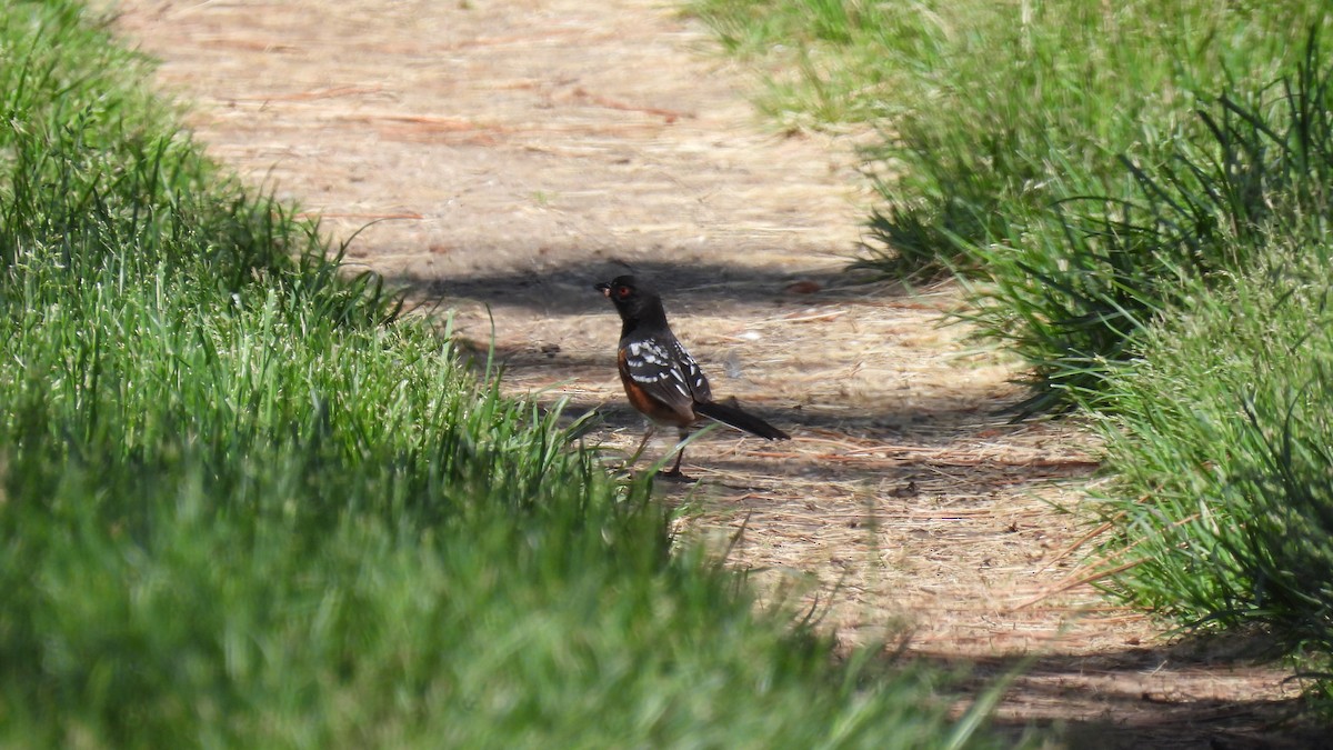 Spotted Towhee - ML620589107