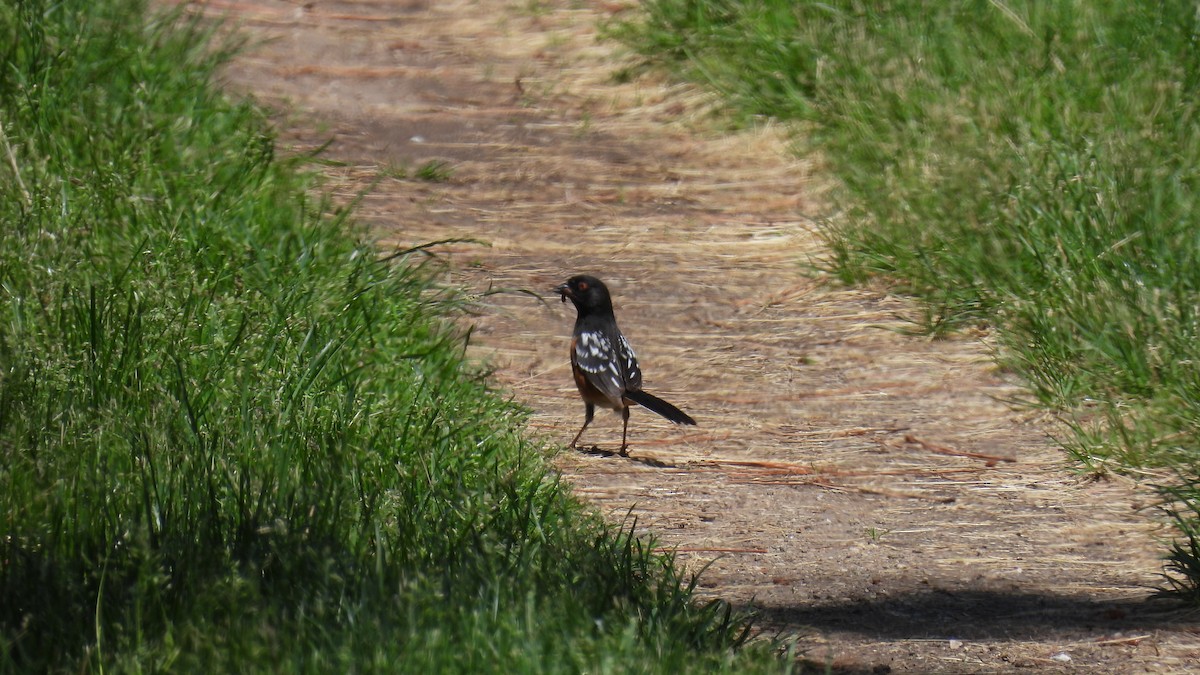 Spotted Towhee - ML620589108