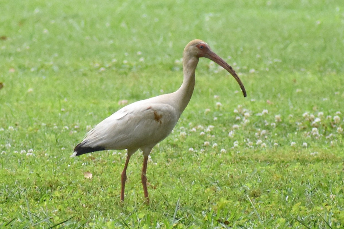 ibis bílý - ML620589117