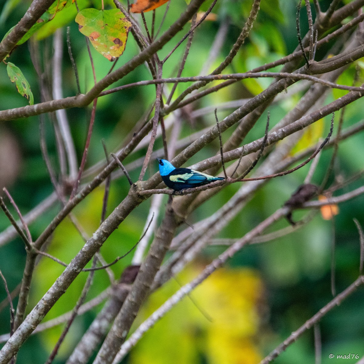 Blue-necked Tanager - ML620589127
