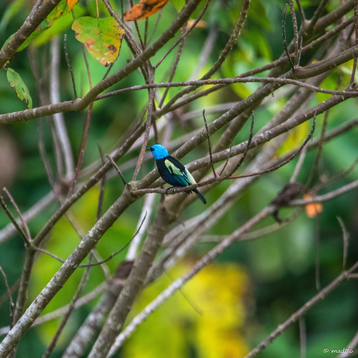 Blue-necked Tanager - ML620589128