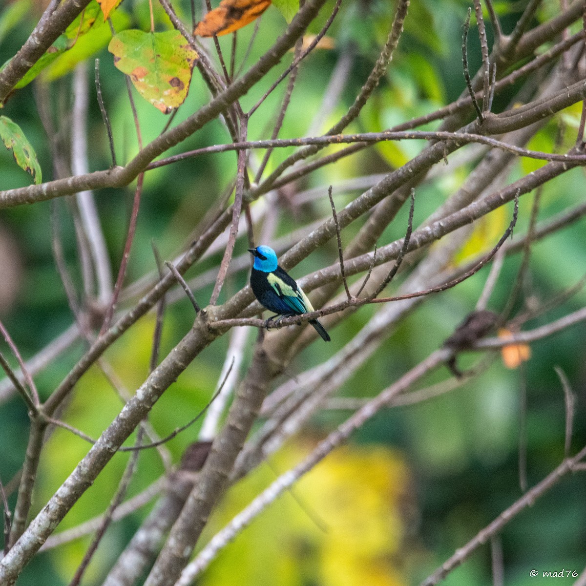 Blue-necked Tanager - ML620589129